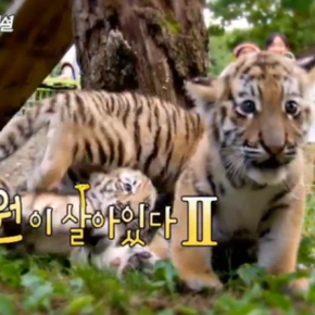 [INFO + VID] 130805 Jaejoong fera la narration du documentaire &laquo;&nbsp;The zoo is alive 2&nbsp;&raquo; +&nbsp;preview
