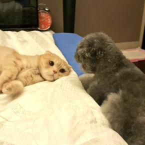 [PIC+TRAD] 150213 Twitter de&nbsp;Junsu