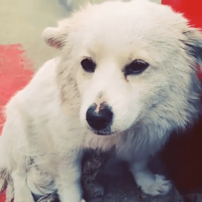 [VID] 150224 Instagram de Jaejoong – des chiens&nbsp;!
